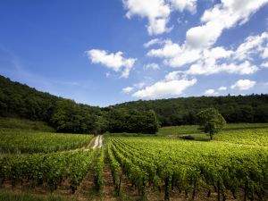 photographe domaine viticole bourgogne