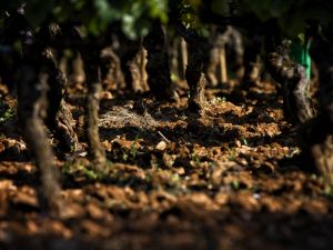 photographe bourgogne viticole
