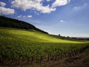 photographe domaine viticole bourgogne