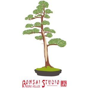 Magasin consacré au bonsaï vendant plantes, pots et outillage, et école enseignant cet art horticole japonais.