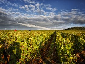 vins de bourgogne